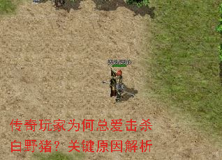 传奇玩家为何总爱击杀白野猪?关键原因解析 传奇玩家为何总爱击杀白野猪?关键原因解析